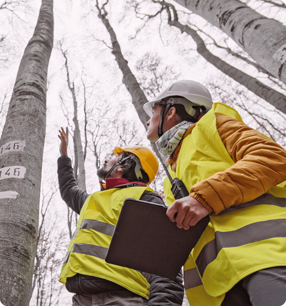 Two men in yellow vests and hard hats standing next to a tree