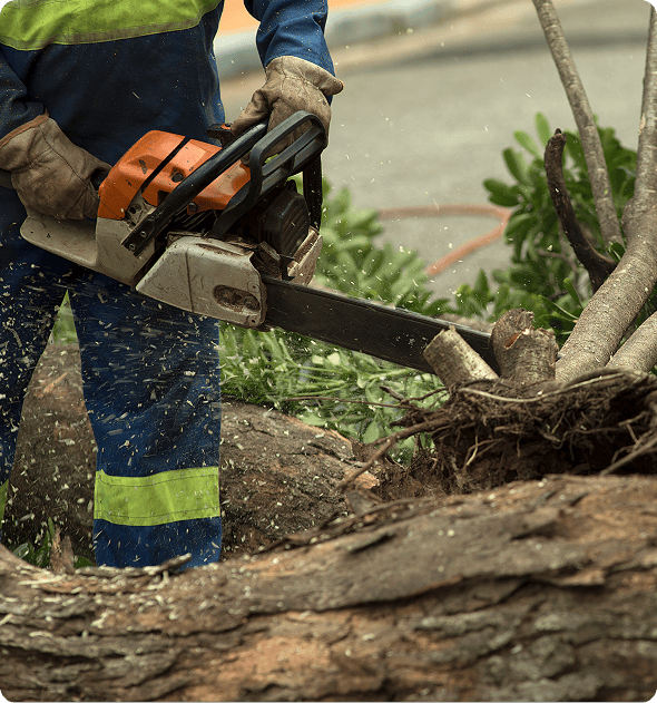 Man wearing a blue and dress and gloves, using a chainsaw to cut down a tree