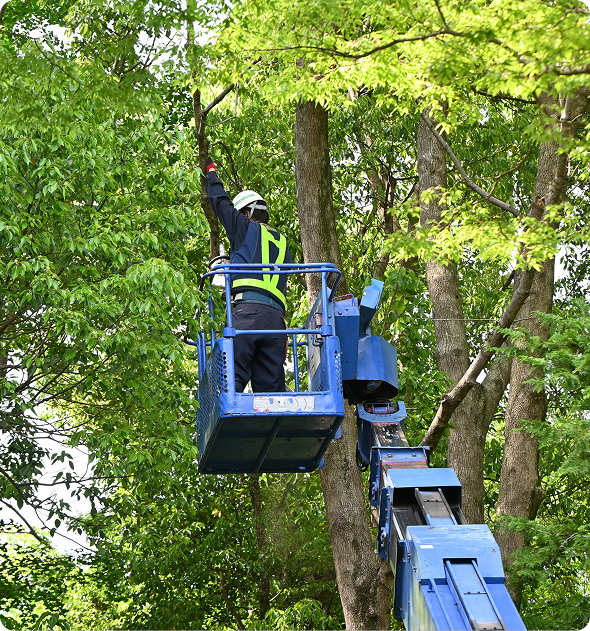 Man in a cherry picker working on a tree, wearing a helmet and holding a branch