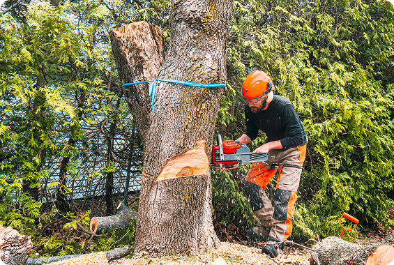 Man wearing a helmet and using a chainsaw to cut down a tree
