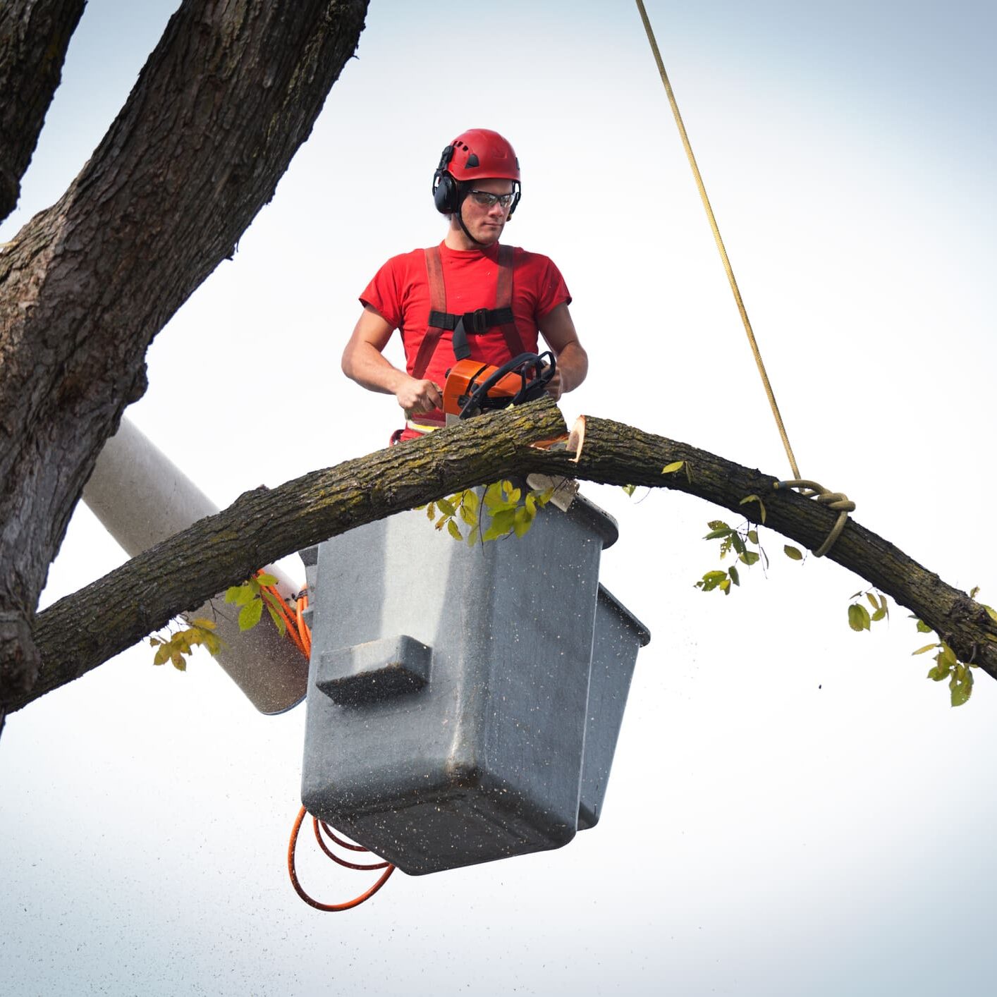 Man in a t-shirt, helmet, and glasses, holding a chainsaw and cutting down a tree